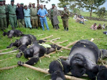 Objectif Brousse Gorillas Abattus.jpg