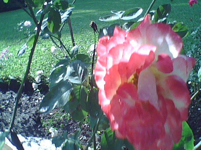 Orange & white rose.jpg