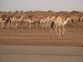 Camels.jpg